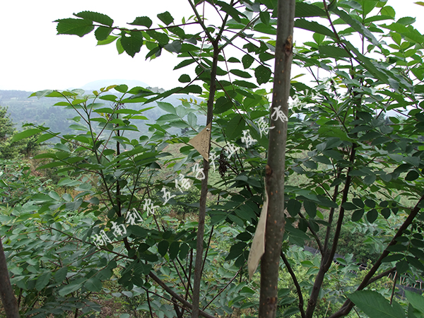五倍子基地7 五倍子基地7