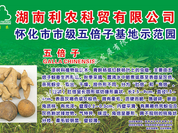 五倍子怀化基地21