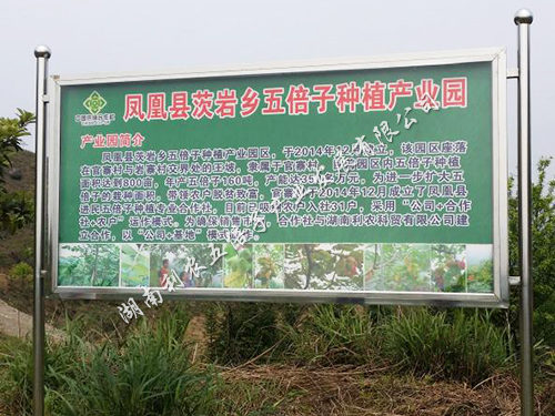 五倍子凤凰基地22