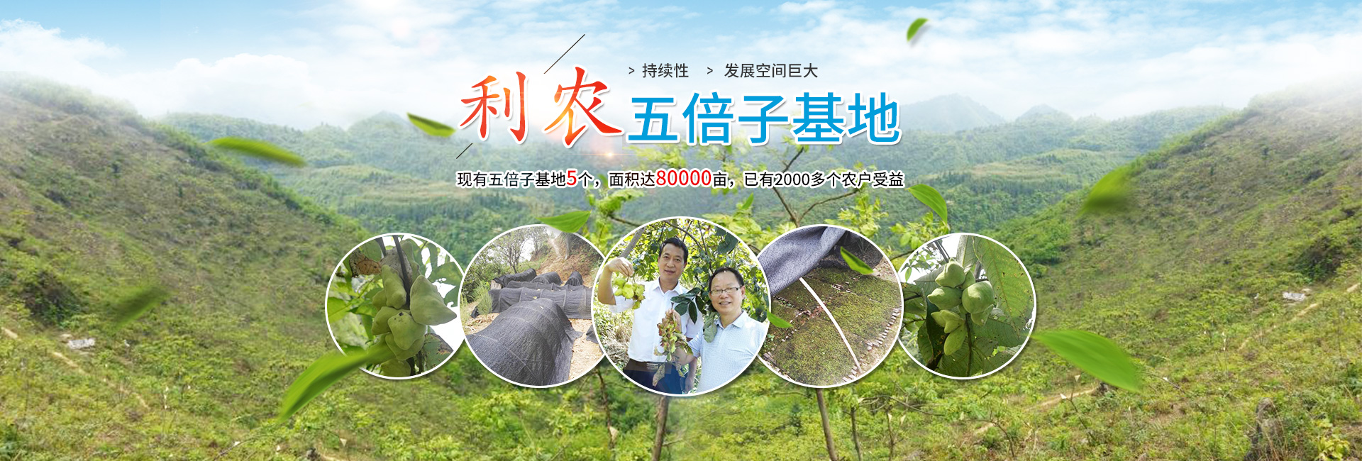 湖南利农五倍子产业发展有限公司_湖南五倍子深（精）加工