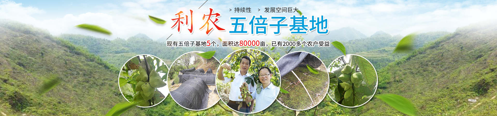 湖南利农五倍子产业发展有限公司_湖南五倍子深（精）加工