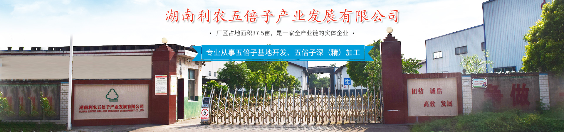 湖南利农五倍子产业发展有限公司_湖南五倍子深（精）加工