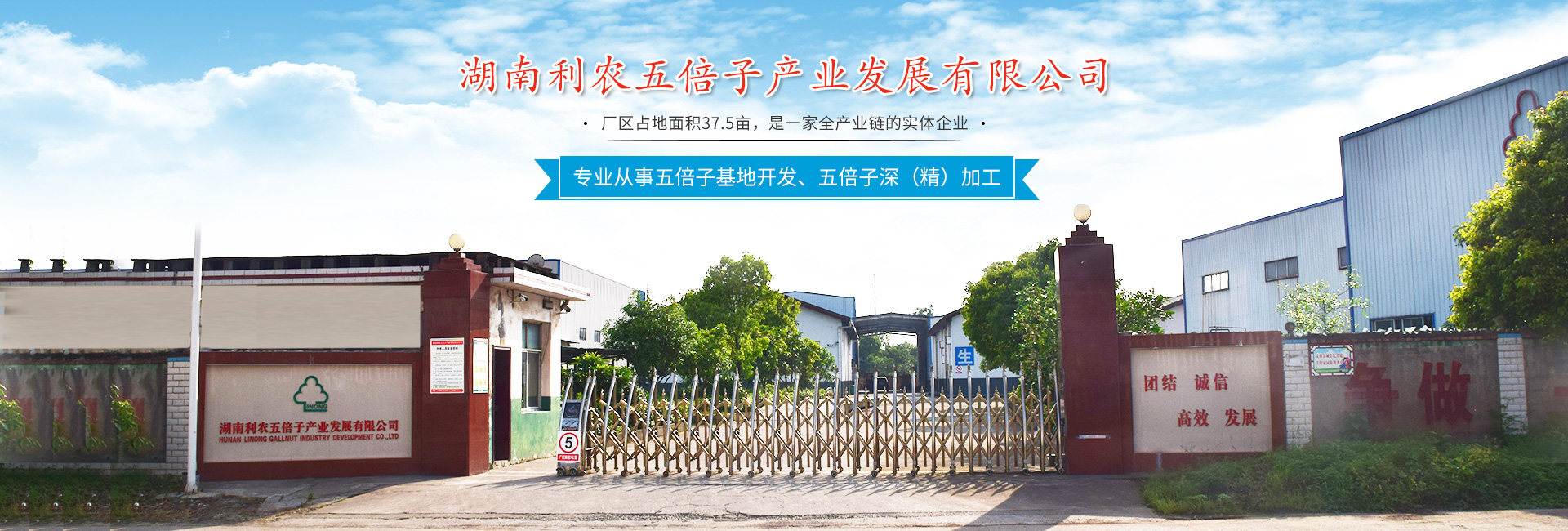 湖南利农五倍子产业发展有限公司_湖南五倍子深（精）加工