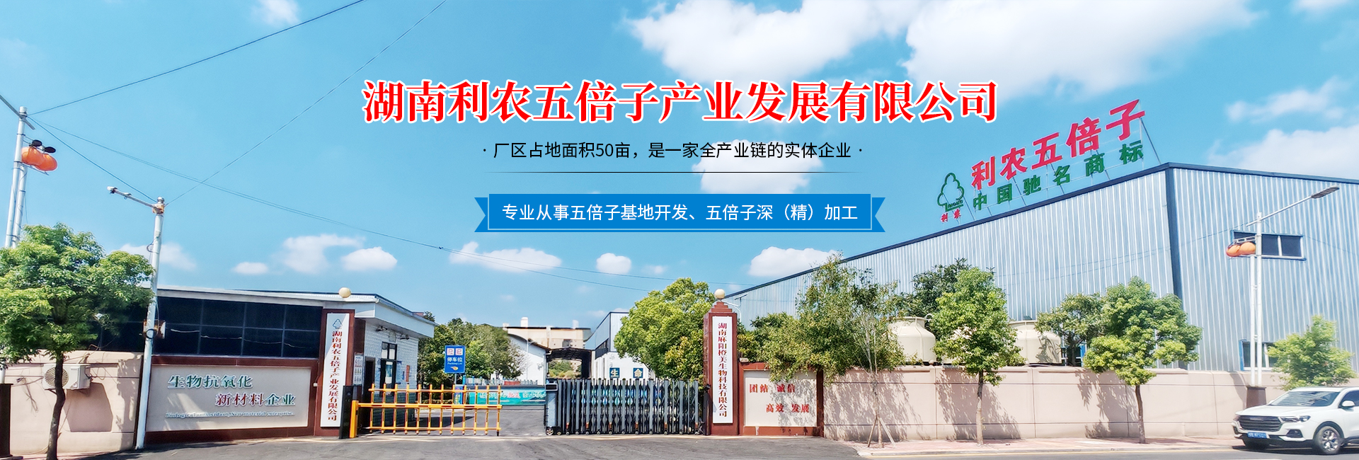 湖南利农五倍子产业发展有限公司_湖南五倍子深(精)加工 湖南利农五倍子产业发展有限公司_湖南五倍子深(精)加工