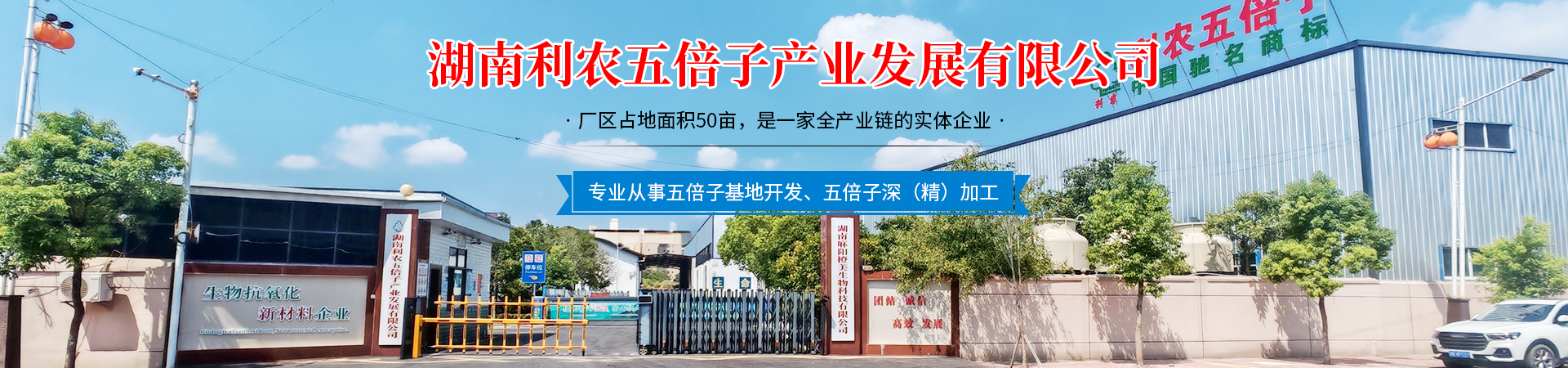 湖南利农五倍子产业发展有限公司_湖南五倍子深（精）加工